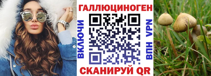 где можно купить   Ивантеевка  OMG маркетплейс  Галлюциногенные грибы Cubensis 